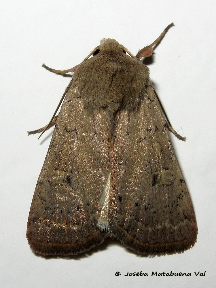 Noctuidae da id - Xestia (Xestia) xanthographa